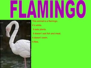 FLAMINGO This animal is a flamingo. It`s white. It eats plants. It doesn´t eat fish and meat. It doesn’t swim. It flies. 