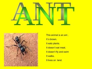 ANT This animal is an ant . It´s brown. It eats plants. It doesn’t eat meat. It doesn’t fly and swim It walks. It lives on  land. 