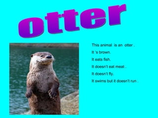 This animal  is an  otter . It ‘s brown.  It eats fish. It doesn’t eat meat . It doesn’t fly. It swims but it doesn’t run . otter 