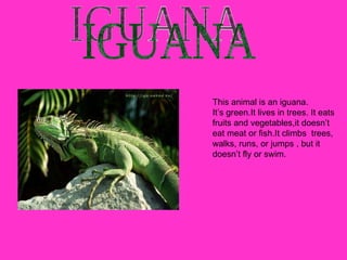 IGUANA This animal is an iguana. It’s green.It lives in trees. It eats fruits and vegetables,it doesn’t eat meat or fish.It climbs  trees, walks, runs, or jumps , but it  doesn’t fly or swim. 