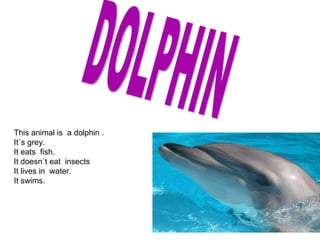 DOLPHIN This animal is  a dolphin . It`s grey. It eats  fish. It doesn`t eat  insects It lives in  water. It swims. 