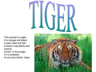 TIGER This animal is a tiger. It is orange and black It eats meat and fish. It doesn’t eat plants and  insects.  It lives  in the jungle . It`s a predator. It runs and climbs  trees. 