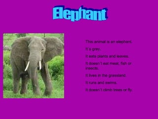 Elephant This animal is an elephant. It´s grey. It eats plants and leaves. It doesn´t eat meat, fish or insects. It lives in the grassland. It runs and swims. It doesn´t climb trees or fly. 