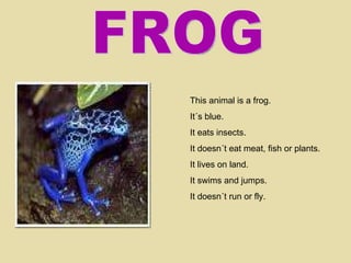 FROG This animal is a frog. It´s blue. It eats insects. It doesn´t eat meat, fish or plants. It lives on land. It swims and jumps. It doesn´t run or fly. 