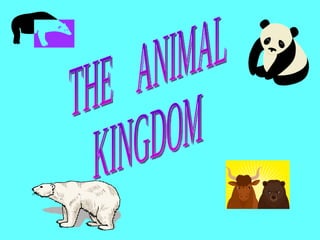 THE  ANIMAL KINGDOM 