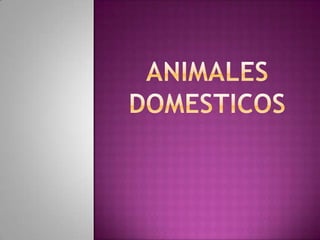 Presentacion animales domesticos