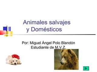 Animales salvajes
y Domésticos
Por: Miguel Ángel Polo Blandón
Estudiante de M.V.Z.
 