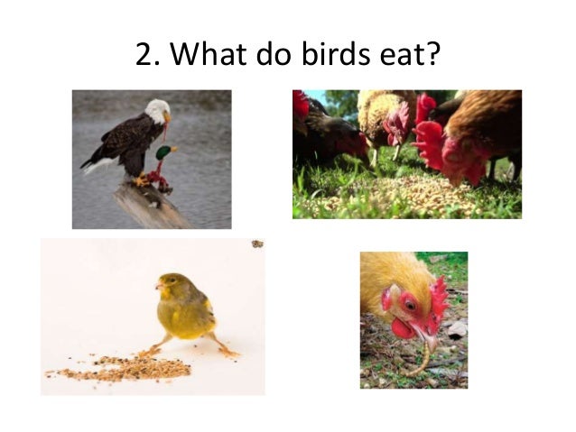 birds animals 2 ceip las lomas birds animals 2 ceip las lomas