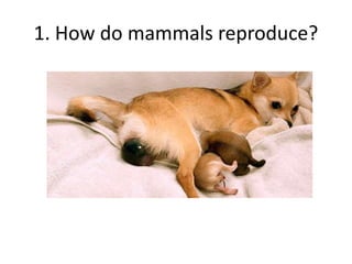 1. How do mammals reproduce?
 