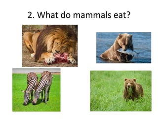 2. What do mammals eat?
 