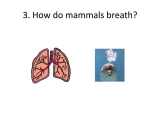 3. How do mammals breath?
 