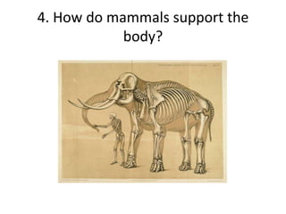 4. How do mammals support the
body?
 