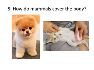5. How do mammals cover the body?
 