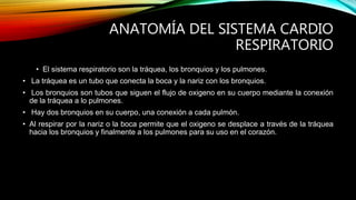 ANATOMÍA DEL SISTEMA CARDIO
RESPIRATORIO
• El sistema respiratorio son la tráquea, los bronquios y los pulmones.
• La tráquea es un tubo que conecta la boca y la nariz con los bronquios.
• Los bronquios son tubos que siguen el flujo de oxigeno en su cuerpo mediante la conexión
de la tráquea a lo pulmones.
• Hay dos bronquios en su cuerpo, una conexión a cada pulmón.
• Al respirar por la nariz o la boca permite que el oxigeno se desplace a través de la tráquea
hacia los bronquios y finalmente a los pulmones para su uso en el corazón.
 
