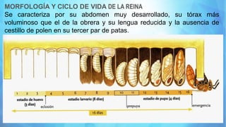 MORFOLOGÍA Y CICLO DE VIDA DE LA REINA
Se caracteriza por su abdomen muy desarrollado, su tórax más
voluminoso que el de la obrera y su lengua reducida y la ausencia de
cestillo de polen en su tercer par de patas.
 