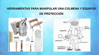 HERRAMIENTAS PARA MANIPULAR UNA COLMENA Y EQUIPOS
DE PROTECCIÓN
 