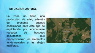 SITUACION ACTUAL
La zona no tiene una
producción de miel, además
de presenta buenas
condiciones para este tipo de
explotación por encontrarse
rodeada de bosques
secundarios que
proporcionaran los elementos
fundamentales a las abejas
melíferas.
 