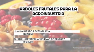 ARBOLES FRUTALES PARA LA
AGROINDUSTRIA
JUAN ALBERTO REYES GARCIA
RG23051
GUADALUPE STEPHANIE RIVAS RODRIGUEZ
RR23008
 