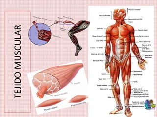 TEJIDOMUSCULAR
 