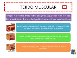 TEJIDO MUSCULAR
El tejido muscular se divide en tres categorías: Esquelético, liso y cardíaco.
Las tres categorías desempeñan función de conductividad y contractilidad.
El tejido muscular esquelético o estriado se especializa en la generación de
fuerza para mantener la postura y producir movimientos
El tejido muscular liso es de movimiento involuntario y es inervado por
nervios simpáticos y parasimpáticos.
El tejido muscular cardíaco es considerado una mezcla de los dos
anteriores.
 