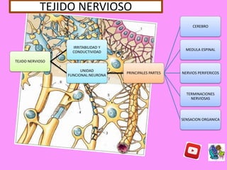 TEJIDO NERVIOSO
IRRITABILIDAD Y
CONDUCTIVIDAD
UNIDAD
FUNCIONAL:NEURONA
PRINCIPALES PARTES
CEREBRO
MEDULA ESPINAL
NERVIOS PERIFERICOS
TERMINACIONES
NERVIOSAS
SENSACION ORGANICA
TEJIDO NERVIOSO
 