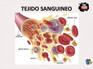 TEJIDO SANGUINEO
 