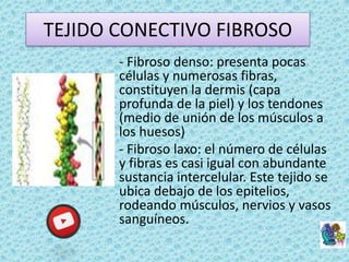 TEJIDO CONECTIVO FIBROSO
- Fibroso denso: presenta pocas
células y numerosas fibras,
constituyen la dermis (capa
profunda de la piel) y los tendones
(medio de unión de los músculos a
los huesos)
- Fibroso laxo: el número de células
y fibras es casi igual con abundante
sustancia intercelular. Este tejido se
ubica debajo de los epitelios,
rodeando músculos, nervios y vasos
sanguíneos.
 
