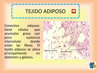TEJIDO ADIPOSO
Conectivo adiposo:
tiene células que
acumulan grasa con
poca sustancia
intercelular donde
están las fibras. El
tejido adiposo se ubica
principalmente en
abdomen y glúteos.
 