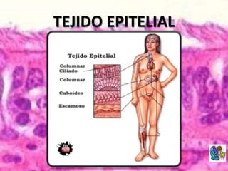 TEJIDO EPITELIAL
 