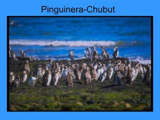 Pinguinera-Chubut
