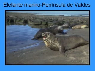 Elefante marino-Península de Valdes