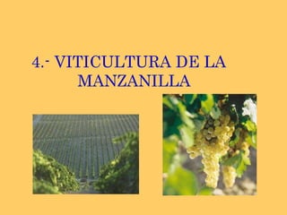 4.- VITICULTURA DE LA MANZANILLA 