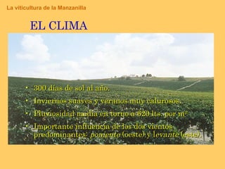 300 días de sol al año. Inviernos suaves y veranos muy calurosos. Pluviosidad media en torno a 620 lts. por m 2. Importante influencia de los dos vientos predominantes:  poniente  (oeste) y l evante  (este). EL CLIMA La viticultura de la Manzanilla 