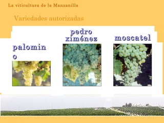 Variedades autorizadas moscatel palomino pedro ximénez La viticultura de la Manzanilla 
