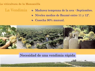 Madurez temprana de la uva - Septiembre. Niveles medios de Baumé entre 11 y 12º. Cosecha 90% manual. Necesidad de una vendimia rápida La Vendimia La viticultura de la Manzanilla 