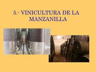 5.- VINICULTURA DE LA MANZANILLA 