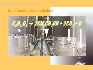 La fermentación alcohólica C 6 H 12 0 6     2CH 3 CH 2 OH + 2CO 2  + Q la elaboración de la Manzanilla Azúcar (glucosa + fructosa) Alcohol (etílico) Calor Dióxido de  Carbono 