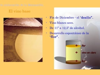 El vino base Fin de Diciembre - el “ deslío”. Vino blanco seco. De 11º a 12,5º de alcohol. Desarrollo espontáneo de la “ flor”. vino en claro lías flor la elaboración de la Manzanilla 