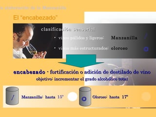 El “encabezado” clasificación sensorial la elaboración de la Manzanilla vinos pálidos y ligeros:   Manzanilla / vinos más estructurados: oloroso O encabezado  - fortificación o adición de destilado de vino objetivo: incrementar el grado alcohólico total Manzanilla:  hasta   15º / O Oloroso:  hasta  17º 