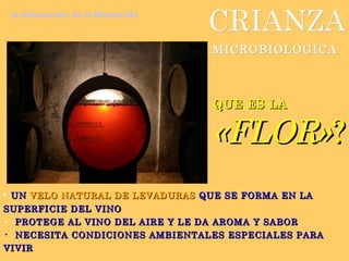 CRIANZA QUE ES LA «FLOR» ? MICROBIOLOGICA UN   VELO NATURAL DE LEVADURAS  QUE SE FORMA EN LA SUPERFICIE DEL VINO PROTEGE AL VINO DEL AIRE Y LE DA AROMA Y SABOR NECESITA CONDICIONES AMBIENTALES ESPECIALES PARA VIVIR la elaboración de la Manzanilla 