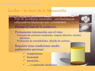 La flor – la clave de la Manzanilla temperatura humedad aireación... …  y contenido alcohólico Protege el vino de la oxidación. Permanente interacción con el vino. Consumo de azúcares residuales, oxígeno disuelto, alcohol, glicerina. Producción de acetaldehídos, dióxido de carbono... Requiere unas condiciones medio-   ambientales precisas: la elaboración de la Manzanilla Velo de levaduras naturales -  saccharomyces  ellipsoideus  (distintas sub-variedades) . 