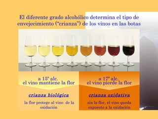 El diferente grado alcohólico determina el tipo de envejecimiento (“crianza”) de los vinos en las botas crianza biológica la flor protege al vino  de la oxidación a 15º alc.  el vino mantiene la flor crianza oxidativa sin la flor, el vino queda expuesto a la oxidación a 17º alc.  el vino pierde la flor 