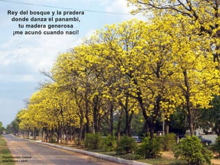 Rey del bosque y la pradera
donde danza el panambi,
tu madera generosa
¡me acunó cuando nací!
Departamento Central
Ariel Enciso – 1044
 