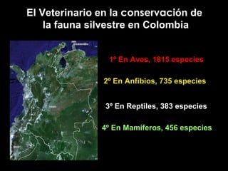 El Veterinario en la  conservaci ón de  la fauna silvestre en Colombia 1º En Aves, 1815 especies 2º En Anfibios, 735 especies 3º En Reptiles, 383 especies 4º En Mamíferos, 456 especies 