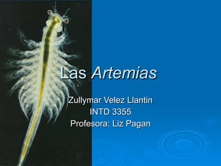 Las  Artemias  Zullymar Velez Llantin INTD 3355 Profesora: Liz Pagan 