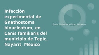 Infección
experimental de
Gnathostoma
binucleatum, en
Canis familiaris del
municipio de Tepic,
Nayarit, México
Paula Alejandra Méndez Gutierrez
 