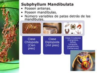 Subphyllum Mandibulata
• Poseen antenas.
• Poseen mandíbulas.
• Número variables de patas detrás de las
mandíbulas.
Clase
Chilopoda
(Cien
pies)
Clase
Diplopoda
(mil pies)
Clase Crustacea
(Cangrejos,
Jaibas,
Langosta,
Langostinos,
Camarones)
 