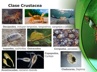 Clase Crustacea
Decápodos, incluyen langostas, langostinos, cangrejos y jaibas
Isopodos, cochinillas Ostracodos Cirripedos, percebes
Anostracodas, camaron duende Cladoceras, Daphnia
Copepodos,
Cyclops
 