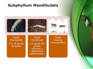 Subphyllum Mandibulata
Clase
Pauropoda
9 a 10 pares
de patas
Clase
Symphyla
12 pares de
patas,
antenas y
apéndices
posteriores
Clase
Insecta
(Hexapodos)
 