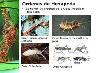 • Se tienen 26 ordenes de la Clase Insecta o
Hexapoda.
Ordenes de Hexapoda
Orden Protura, insectos
primitivos
Orden Thysanura, Pescaditos de
plata
Orden Collembola Orden Orthóptera
 